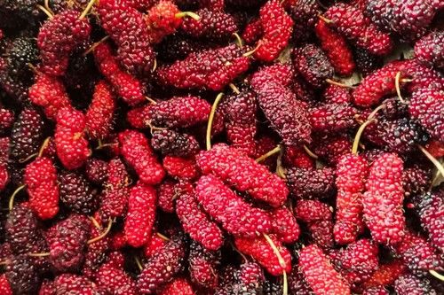 Red Mulberry
