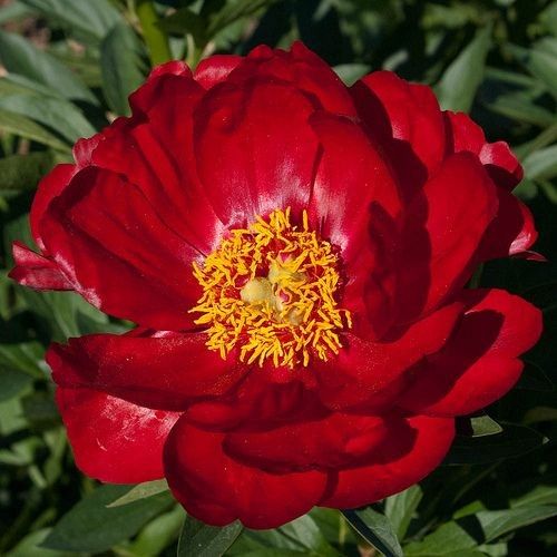 Red Peony