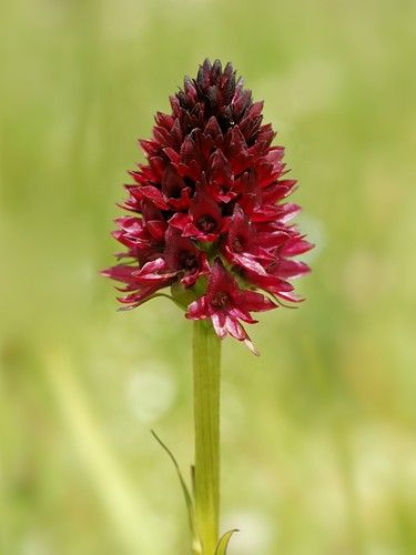 Red Vanill-Orchid