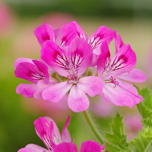 Rose Geranium