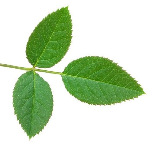 Rose Leaf
