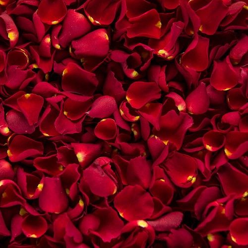 Rose Petals