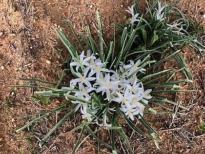 Sand Lily