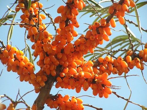 Sea Buckthorn