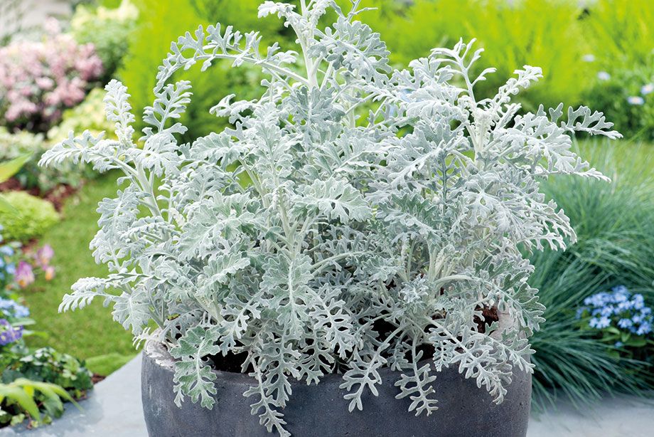 Senecio
