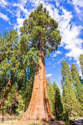 Sequoia