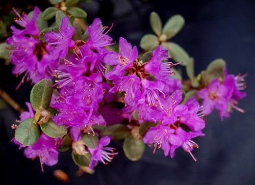 Siberian rhododendron