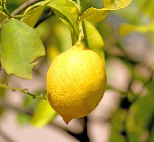 Sicilian Lemon