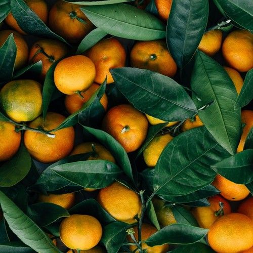 Sicilian Mandarin