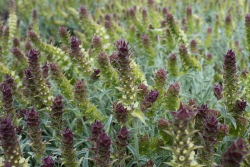 Sideritis, Mountain Tea