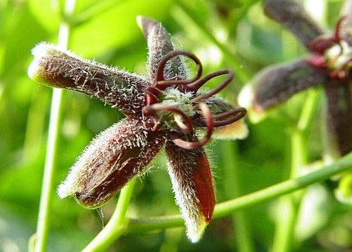 Silk Vine or Milk Broom
