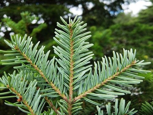 Silver Fir