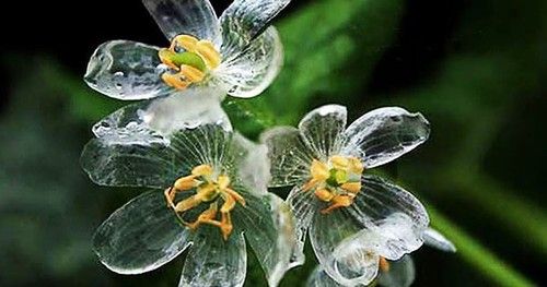 Skeleton Flower (Diphylleia Grayi)