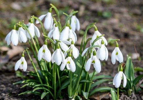 Snowdrops