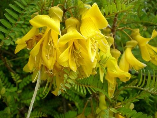 Sophora Toromiro Flower