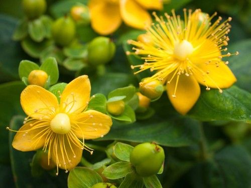 St. John''s Wort