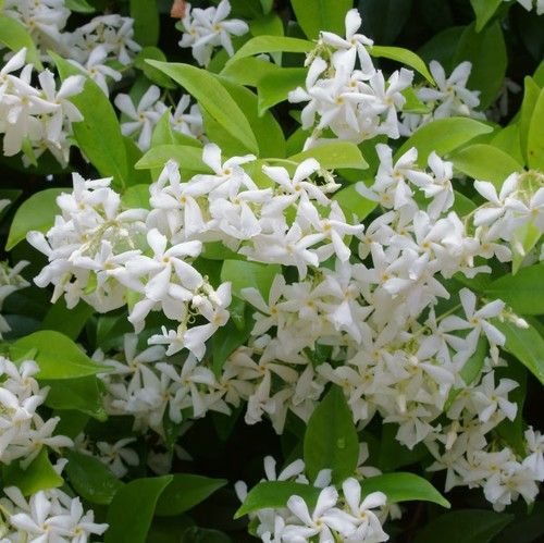 Star Jasmine