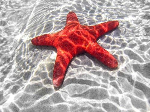 Starfish