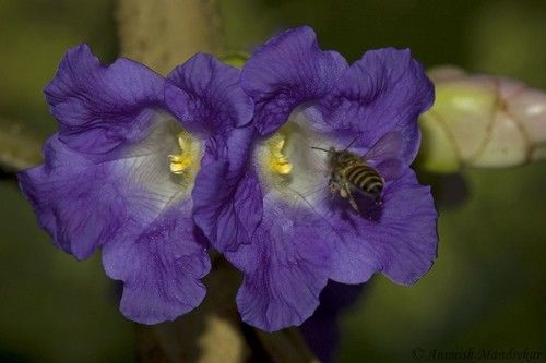 Strobilanthes Callosus