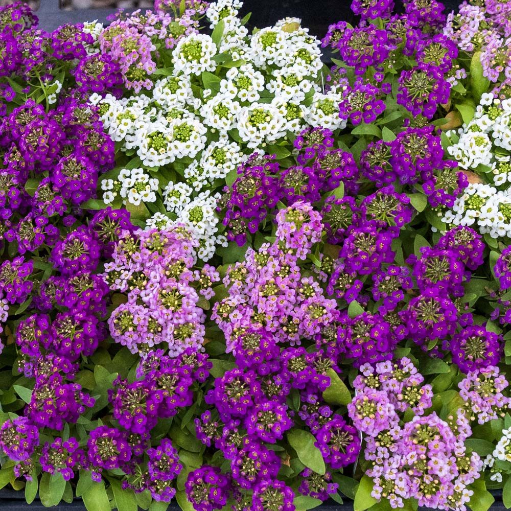 Sweet Alyssum