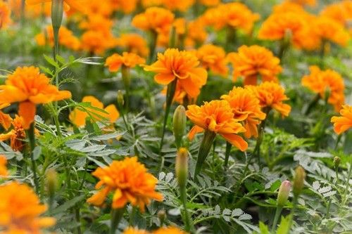 Tagetes
