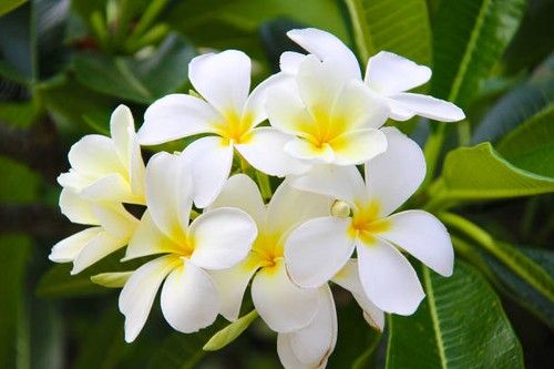 Tahitian Gardenia