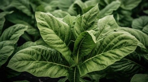 Tobacco Leaf