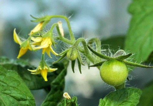 Tomato Flower