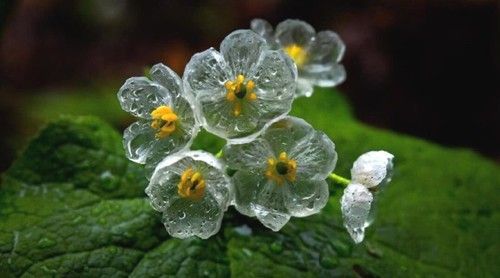 Transparent Flowers