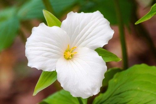 Trillium