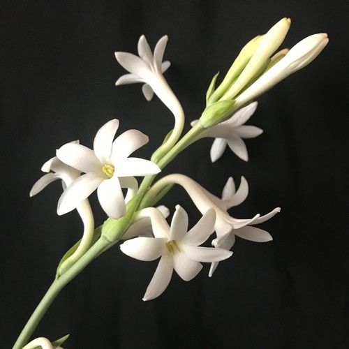 Tuberose