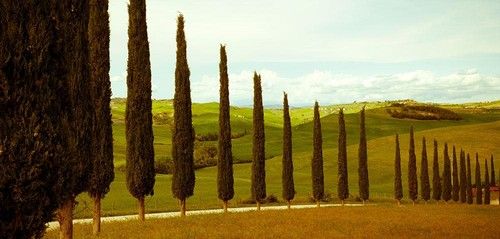 Tuscan Cypress