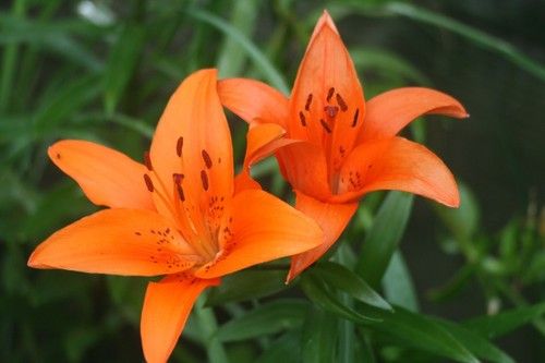 Tyger Lily