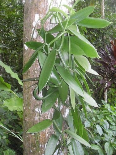 Vanilla Leaves