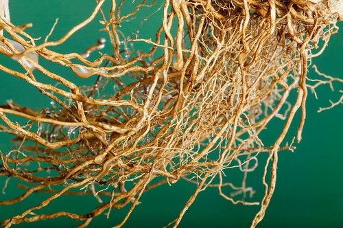 Vetiver Root