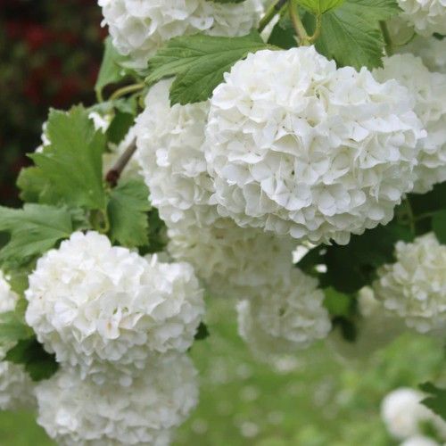 Viburnum