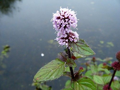 Water Mint