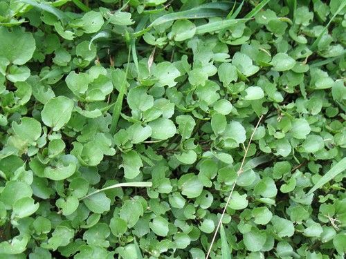 Watercress