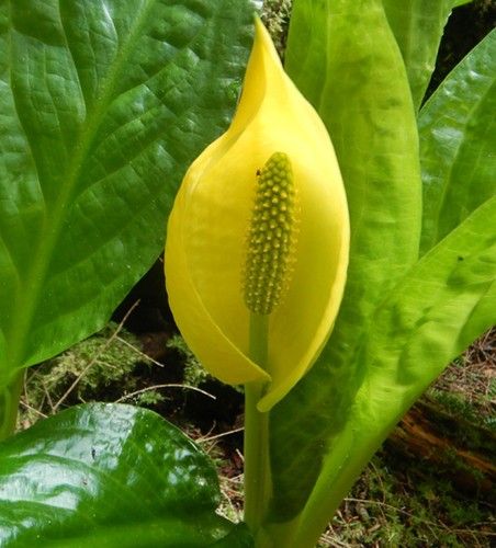 Western Skunk Cabbage