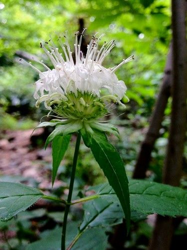 White Bergamot
