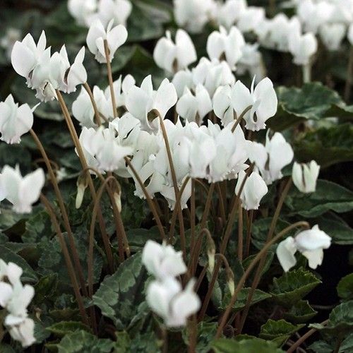 White Cyclamen