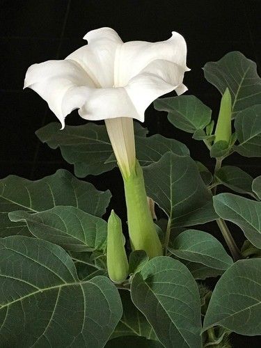 White Datura