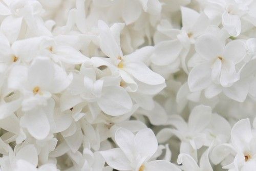 White Flowers