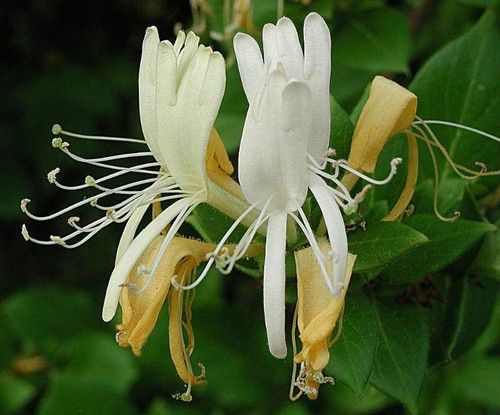 White Honeysuckle