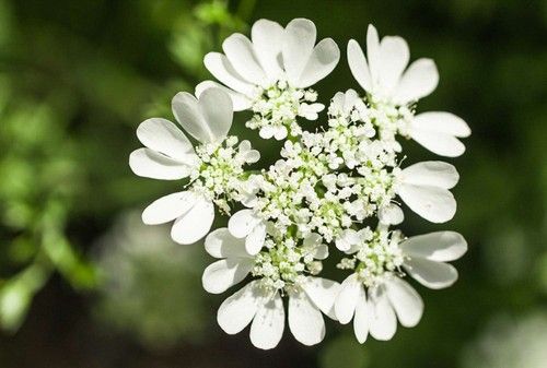 White Lace Flower