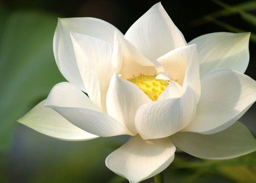 White Lotus