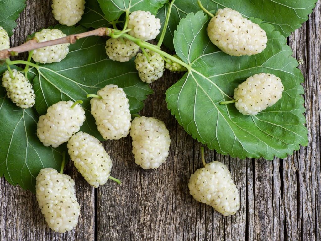 White Mulberry