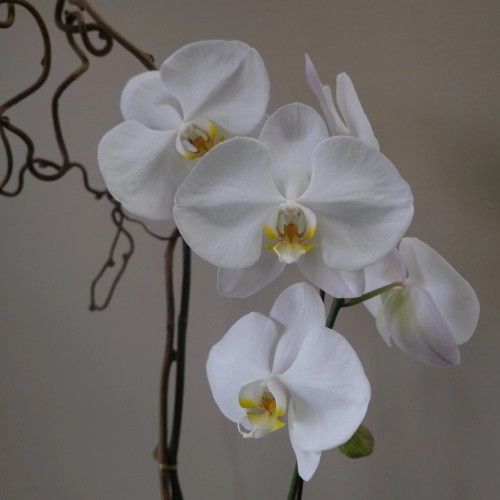 White Orchid