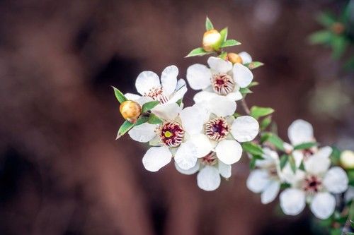 White Tea Blossom