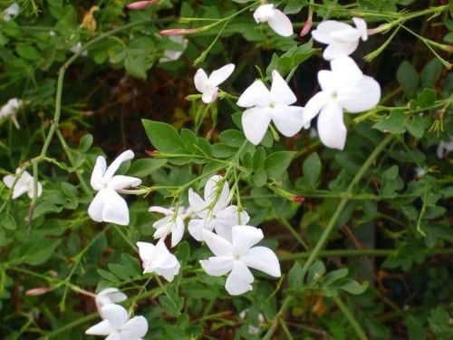 Wild Jasmine